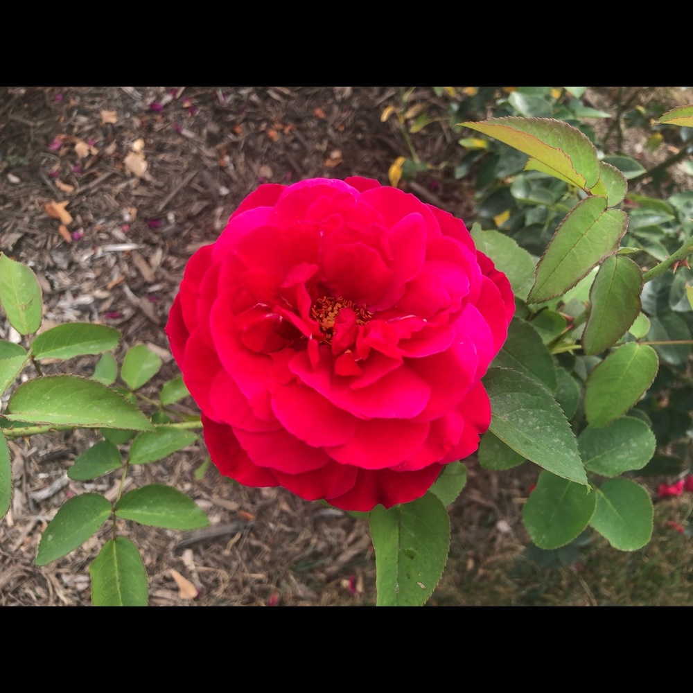 Meet your Posher, Samantha